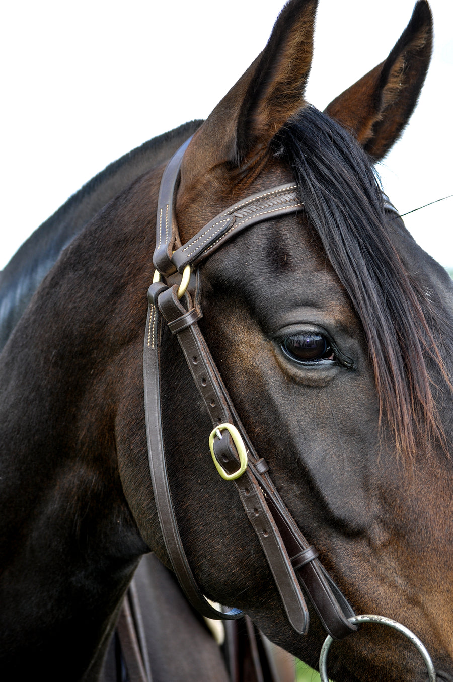 Laced Forehead bridle handcrafted by John Lordan